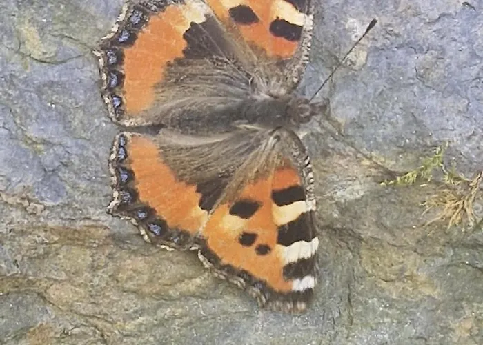 With Great View At Brunner