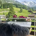 With Great View At Brunner Wengen