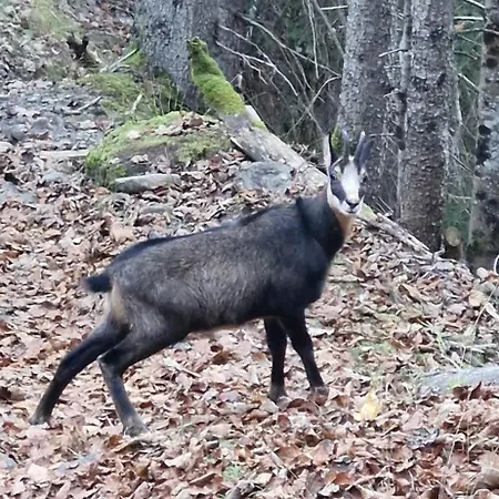 Appartement With Great View At Brunner *
