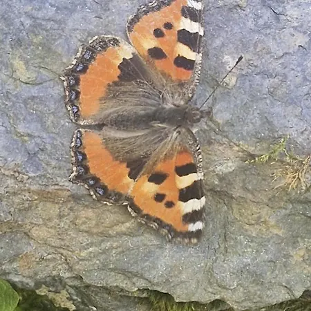 With Great View At Brunner