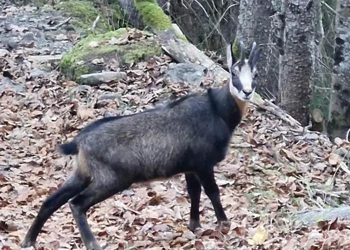 Apartamento With Great View At Brunner *